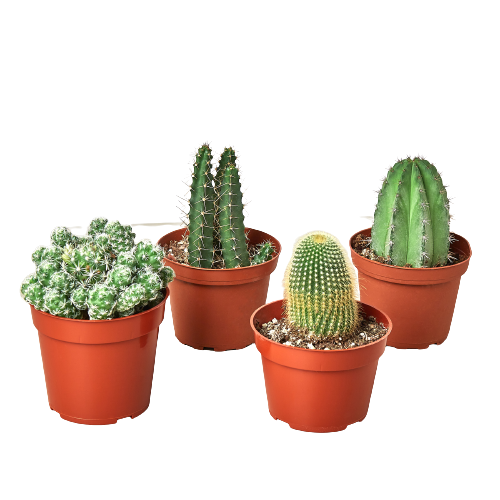 Four 4" inch Cacti Variety Pack