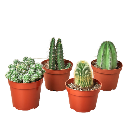 Four 4" inch Cacti Variety Pack