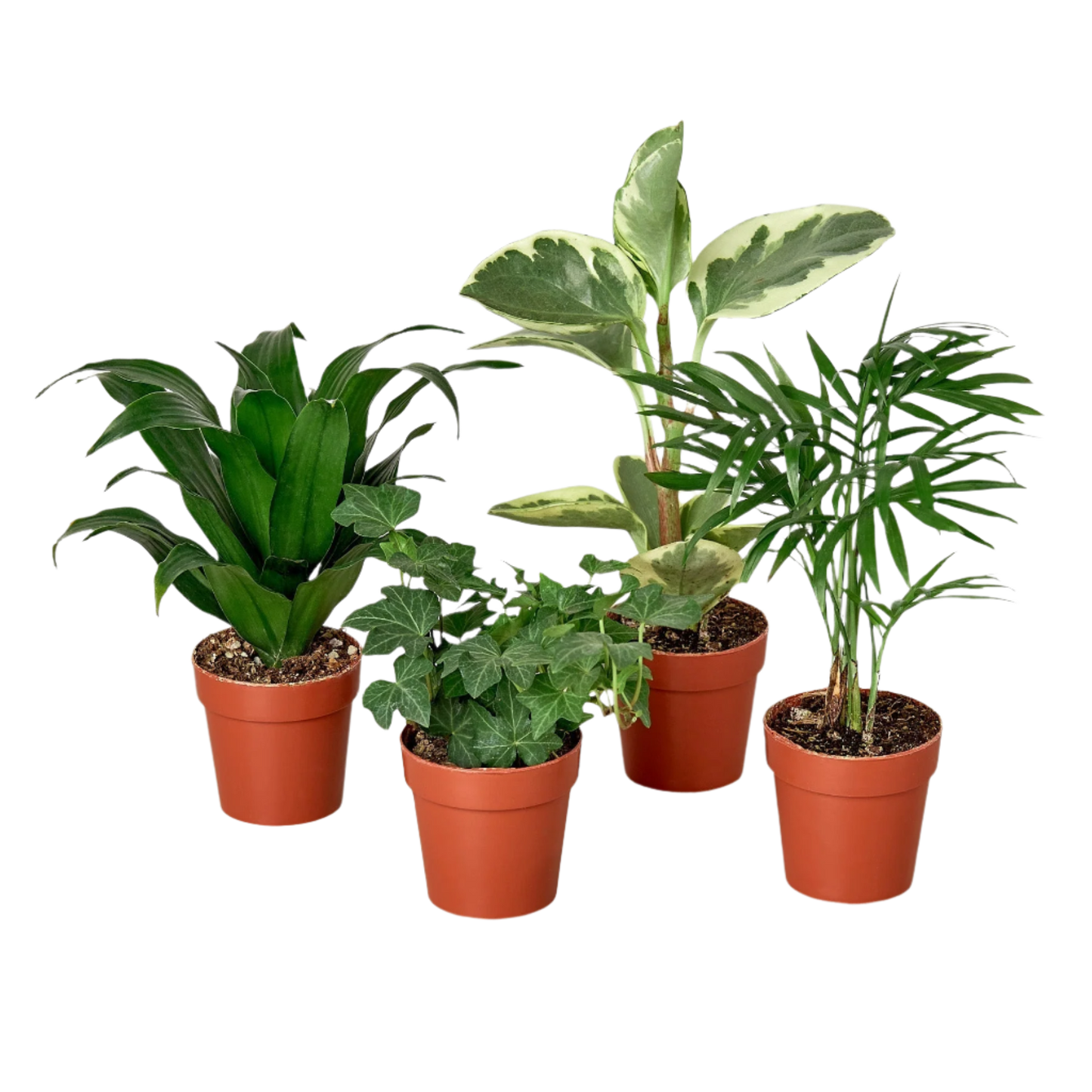 3" Tropical Plant Variety Bundle