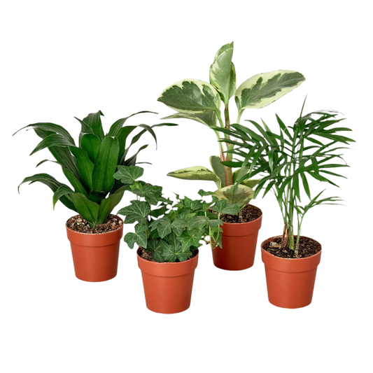 3" Tropical Plant Variety Bundle