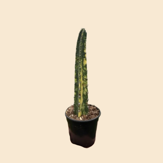 Variegated Blue Candle Cactus