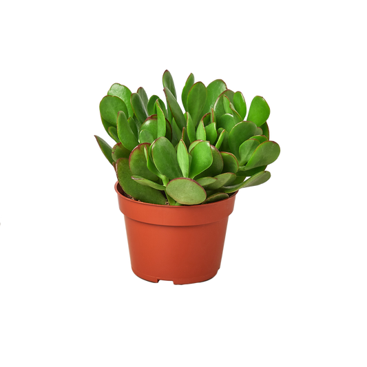 One Succulent Monthly Subscription Box