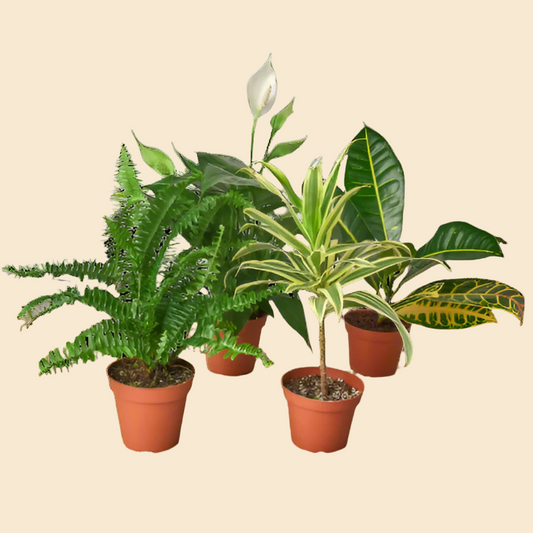 Air Purifying Variety Bundle