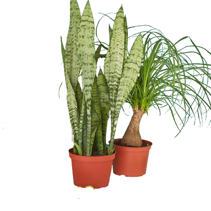 Two 6" Indoor Plants Premium Subscription box