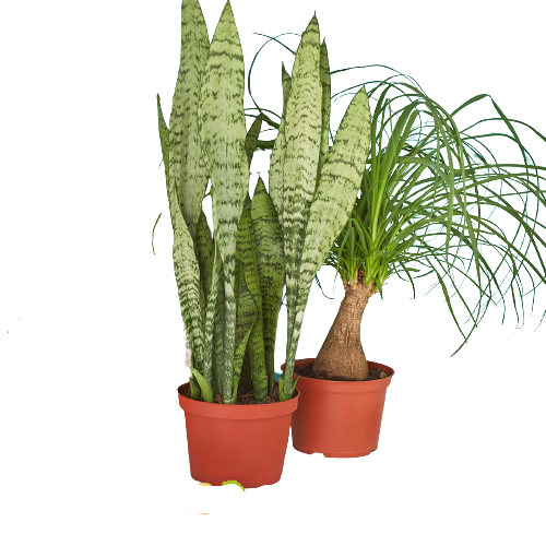 Two 6" Indoor Plants Premium Subscription box