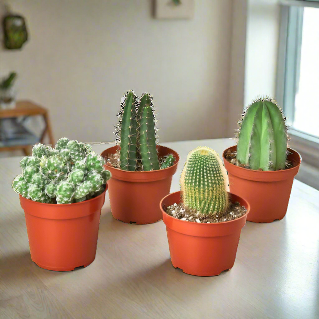 Four 4" inch Cacti Variety Pack