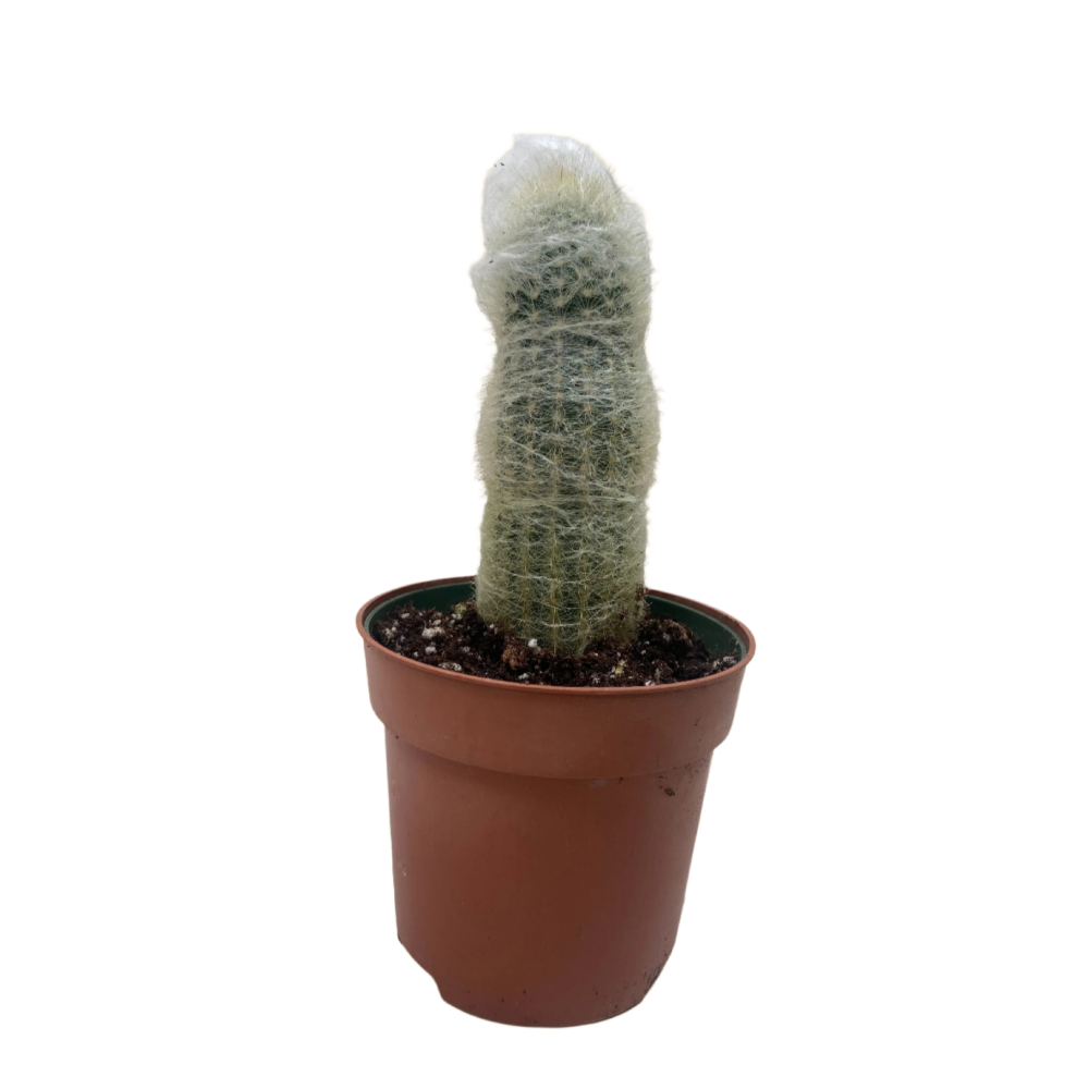 Succulent Cactus Old Man