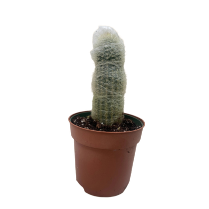 Succulent Cactus Old Man