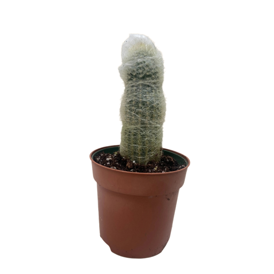 Succulent Cactus Old Man